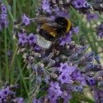 Lavandula × intermedia Flower