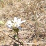 Pycnocomon rutifolium Flor