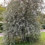 Pyrus salicifolia Hábito