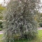 Pyrus salicifolia Habit