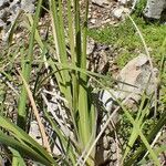 Dierama pulcherrimum Habit