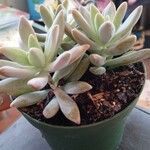 Dudleya greenei 叶