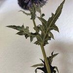 Echinops bannaticus Folla