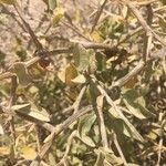 Limonium tuberculatum Hoja