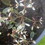 Chamaesyce hypericifolia Цвят
