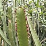 Euphorbia canariensis Цветок