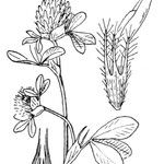 Trifolium pallidum Muu