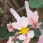 Sarcocapnos enneaphylla Blomma