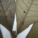 Guarea trunciflora
