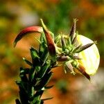 Oenothera glazioviana Лист