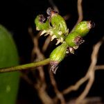 Bulbophyllum atrorubens Fruit