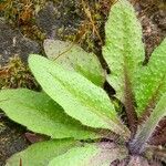 Arabidopsis thaliana Blad