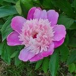 Paeonia officinalisKukka