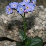 Myosotis corsicana Blüte