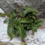 Asplenium sagittatum Natur