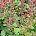 Salvia roemeriana Hábito