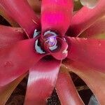 Neoregelia carolinaeKvet