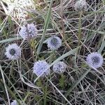 Globularia vulgaris Fula
