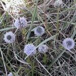 Globularia vulgaris Kvet