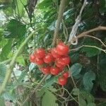 Solanum seaforthianum Fruit