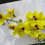 Verbascum fontanesii Λουλούδι