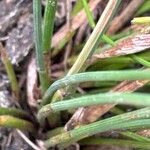 Eleocharis multicaulis Hoja