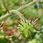 Solanum sisymbriifolium Fruit