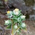 Helichrysum foetidum Virág