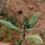 Polygonum aviculareΦύλλο