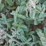 Nepeta nepetella पत्ता