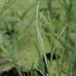 Glyceria notata Lorea