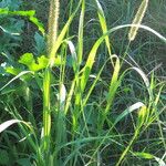 Setaria pumila Habit