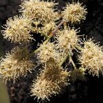 Combretum collinum Flower
