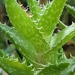 Aloe juvenna Folha