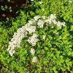 Spiraea chamaedryfolia Hábito