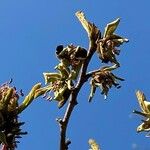 Hamamelis intermedia Floare