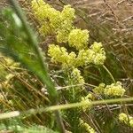 Galium x pomeranicum Flower