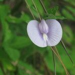 Centrosema virginianum Flower