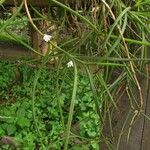 Angraecum subulatum Elinympäristö
