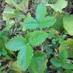 Fragaria chiloensis Листок