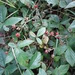 Rubus flagellaris 葉