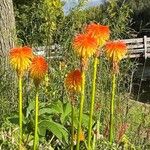 Kniphofia rooperiHábito