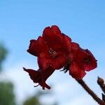 Rhododendron beanianum 花