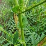 Astragalus atropilosulus Corteccia