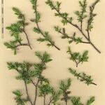Salix caesia Mosusu