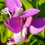 Caragana frutex फूल