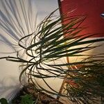 Dracaena reflexaΦύλλο