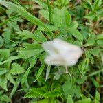 Anemone sylvestrisFlors