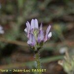 Astragalus stella Blomma