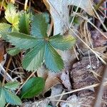 Potentilla canadensis Hoja